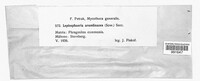 Lentithecium arundinaceum image